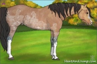 Horse Color:Bay Ice Rabicano