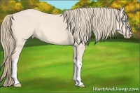 Horse Color:Perlino 