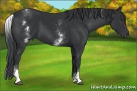 Horse Color:White Spotted Black