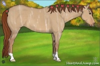 Horse Color:Red Dun Ice 