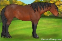 Horse Color:Bay Rabicano 