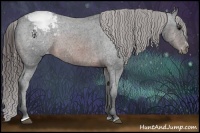 Horse Color:Brown Sabino Appaloosa Rabicano