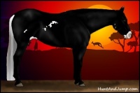 Horse Color:Grullo Tobiano Appaloosa 