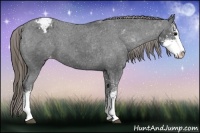 Horse Color:Smoky Black Sabino Appaloosa 