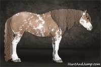 Horse Color:Black Pearl Sabino 