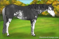 Horse Color:Black Sabino 