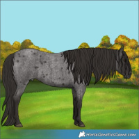Horse Color:Liver Red Roan 