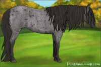 Horse Color:Liver Red Roan 