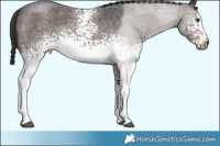 Horse Color:White Spotted Liver Red Roan 