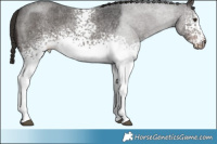 Horse Color:White Spotted Liver Red Roan