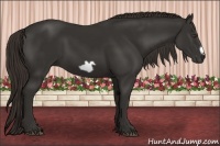 Horse Color:Liver Chestnut Frame 