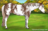 Horse Color:White Spotted Chestnut 