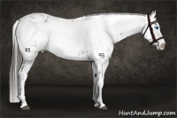 Horse Color:Liver Chestnut Frame 