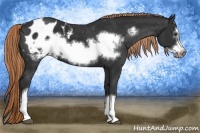 Horse Color:Liver Chestnut Frame Appaloosa