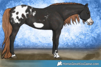 Horse Color:Liver Chestnut Frame Appaloosa