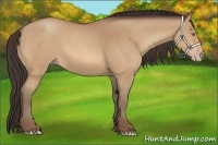 Horse Color:Amber Champagne 