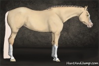 Horse Color:Silver Classic Champagne Dun Splash Frame 