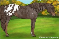 Horse Color:Liver Chestnut Appaloosa