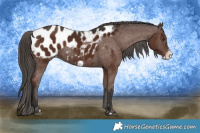 Horse Color:Liver Chestnut Frame Appaloosa
