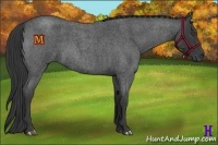 Horse Color:Blue Roan 