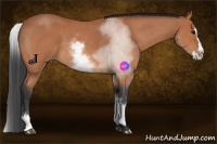 Horse Color:White Spotted Bay Roan Splash 