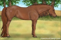 Horse Color:Chestnut  Brindle