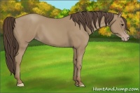 Horse Color:Classic Champagne 