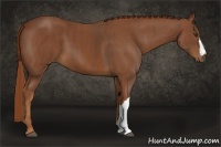 Horse Color:Chestnut  Brindle
