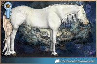 Horse Color:Chestnut Splash Appaloosa 