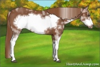 Horse Color:Chestnut Sabino Frame Rabicano Brindle