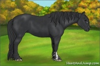 Horse Color:Black  and Black 