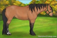 Horse Color:Bay  and Bay 