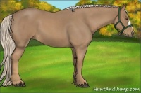 Horse Color:Palomino Roan 