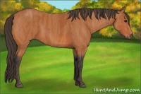 Horse Color:Bay  Brindle