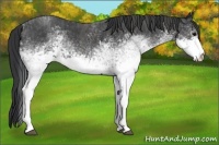 Horse Color:White Spotted Blue Roan Rabicano Brindle