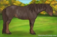 Horse Color:Liver Chestnut Rabicano 