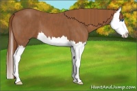Horse Color:Chestnut Splash  Brindle