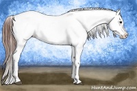 Horse Color:Grullo Appaloosa 