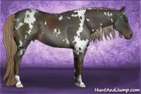 Horse Color:White Spotted Liver Chestnut 