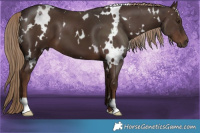 Horse Color:White Spotted Liver Chestnut 