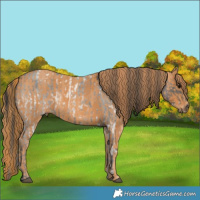 Horse Color:White Spotted Blue Ice Roan  Brindle