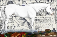 Horse Color:Cremello Chinchilla Roan Dun Splash Tobiano Frame Appaloosa 