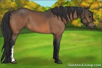 Horse Color:Buckskin Frame 