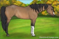 Horse Color:Bay Dun Rabicano 