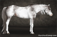 Horse Color:White Spotted Liver Chestnut Sabino