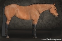 Horse Color:Bay  Brindle