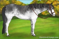 Horse Color:White Spotted Blue Roan Rabicano  Brindle
