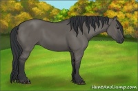 Horse Color:Grullo