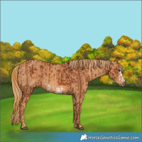 Horse Color:Chestnut Frame  Brindle