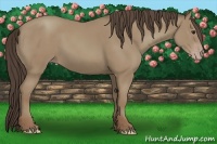 Horse Color:Classic Champagne 